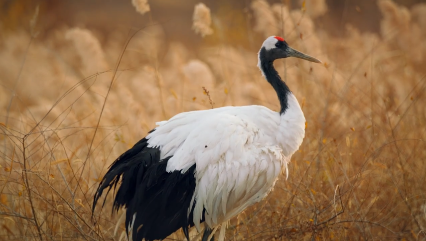 1595213734173825.png a10cde9dcc16edcaaa51e975fa73213.png